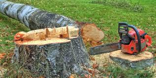 Best Tree and Shrub Care  in Des Moines, WA