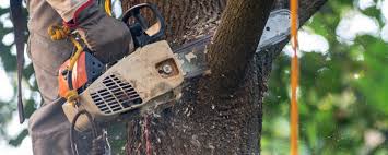 Best Utility Line Clearance  in Des Moines, WA