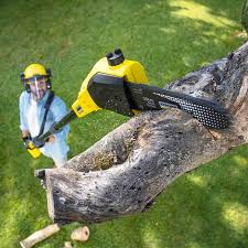 Best Root Management and Removal  in Des Moines, WA