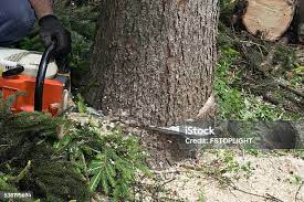How Our Tree Care Process Works  in  Des Moines, WA