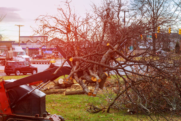 Best Tree Mulching  in Des Moines, WA