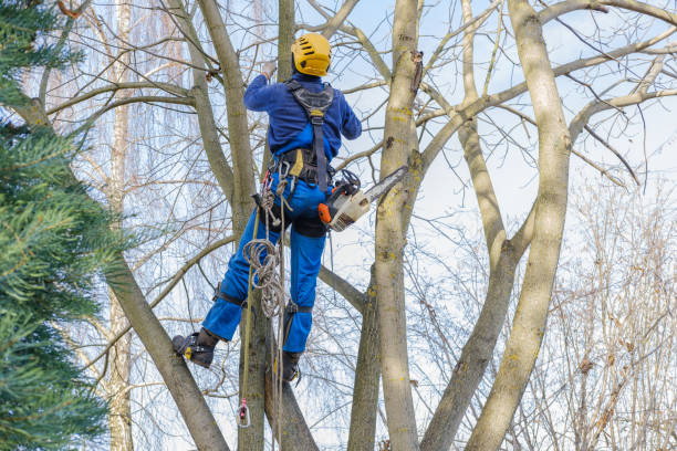 Best Tree Health Inspection  in Des Moines, WA