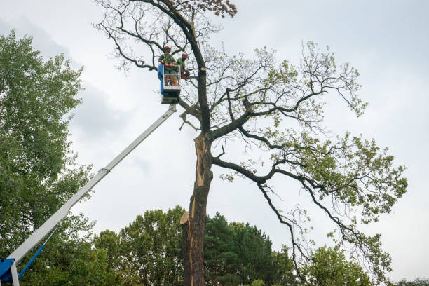  Des Moines, WA Tree Care Pros