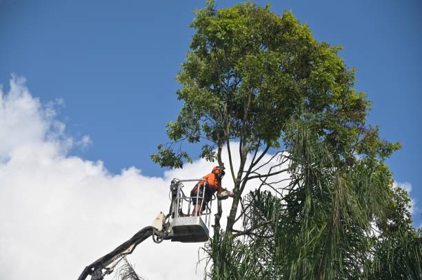 Leaf Removal in Des Moines, WA