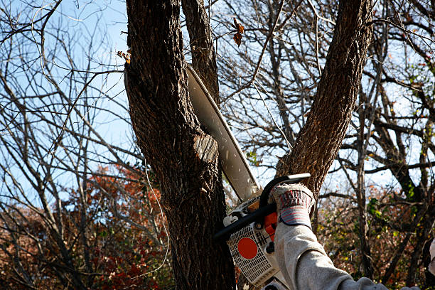 Professional Tree Care in Des Moines, WA