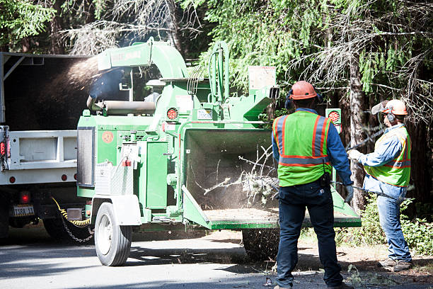 Tree and Shrub Care in Des Moines, WA