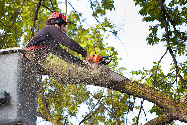 Best Arborist Consultation Services  in Des Moines, WA
