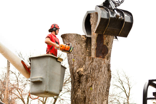 Best Tree Trimming and Pruning  in Des Moines, WA